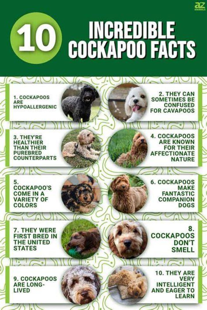 11 Extraordinary Facts About Cockapoo