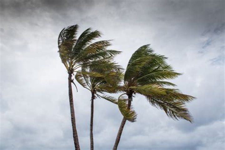 Windy Day